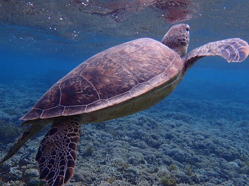 透明度抜群の海