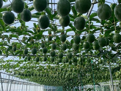 島の農家さんのハウス