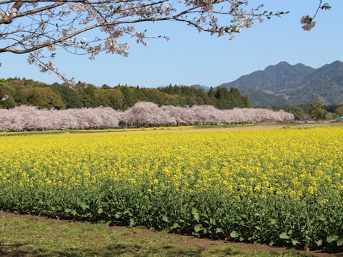 菜の花と桜