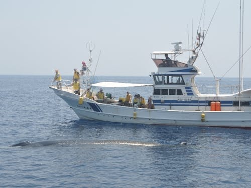 船とほぼ同じ!こんなに大きいニタリクジラ!!