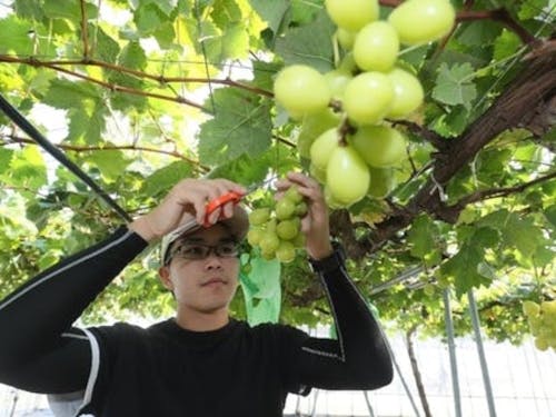 新規就農者を応援します!
