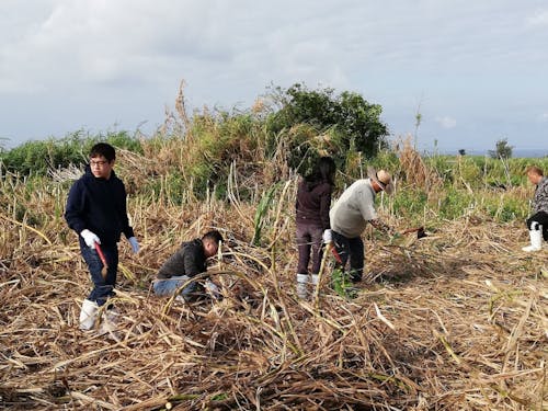 伊江島でのさとうきび刈り