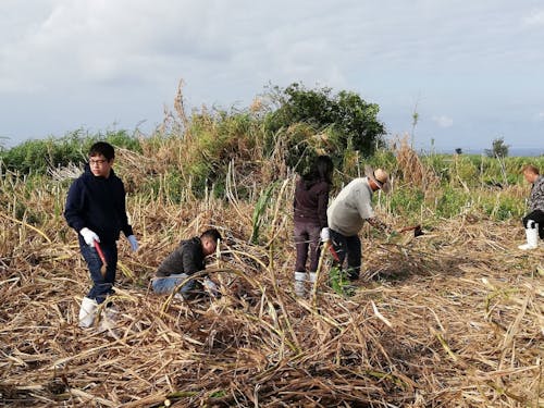 伊江島でのさとうきび刈り