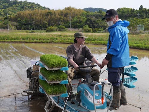 田植えのお手伝い