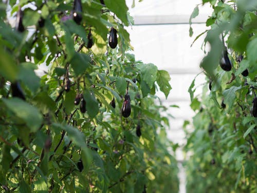 データを駆使したデジタル農業で、収穫量UPを図ります。