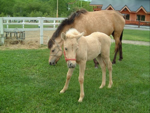 釧路市ふれあいホースパーク