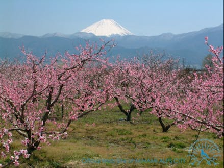 日本有数の果樹産地！