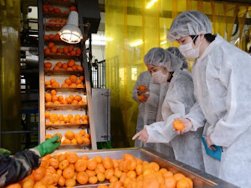 愛媛といえばみかん。ジュースの加工場でここでしかできない体験を!