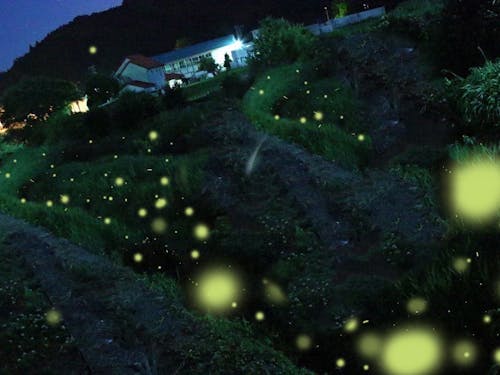 中筋地区を飛び交う蛍