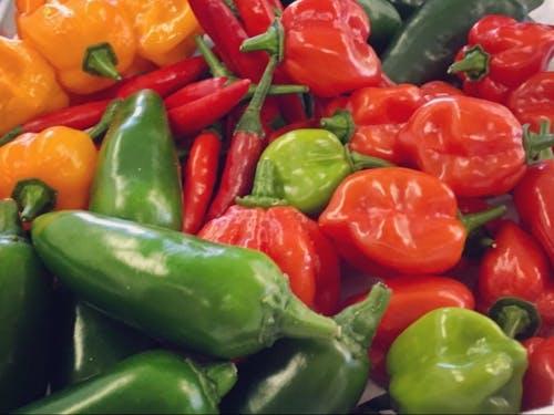 唐辛子の特産品化を進めています。