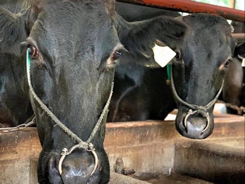 お産を経験した母牛を6〜8ヶ月再肥育。