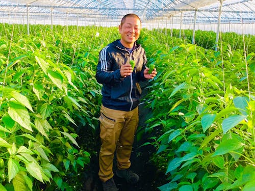 新規就農して、ピーマン農家になった方