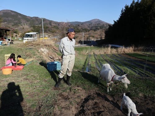 里山ではヤギものんびり暮らしています