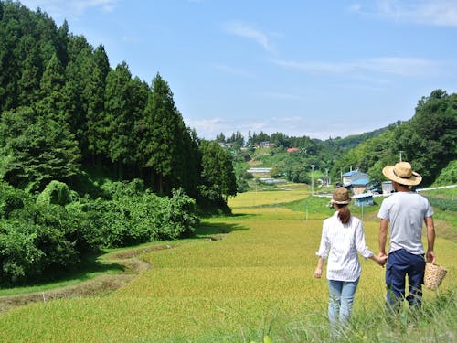 棚田に吹き渡る風が心地良いふるさと
