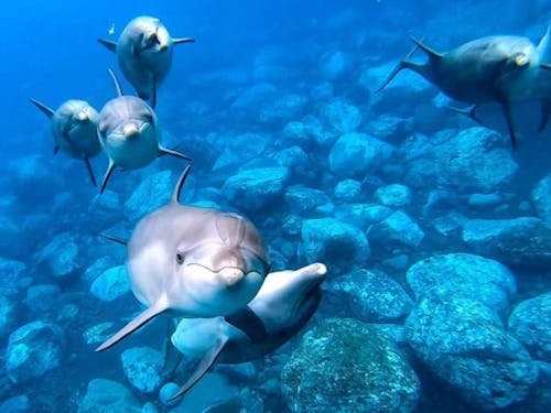 人懐っこい御蔵島のイルカたち。ドルフィンスイムは毎年3/15〜11/15