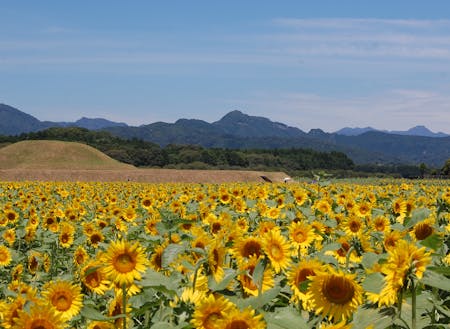 西都原の夏 ひまわり