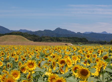 西都原の夏　ひまわり