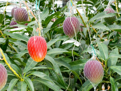 西都市の特産「完熟マンゴー」