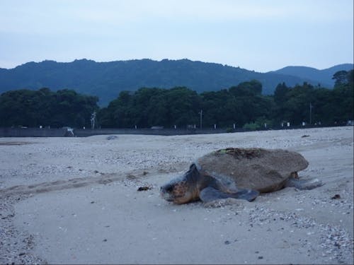 カメの上陸情報は地域住民から阿部さんへ入り、産卵の状況や安全の確認へ向かう