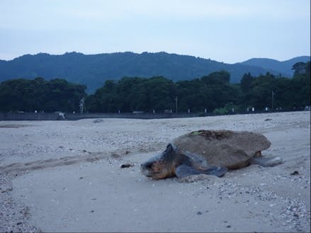 毎年 産卵に帰ってくるウミガメのお話し サステナブルな暮らしがここにある 移住スカウトサービス Smout スマウト