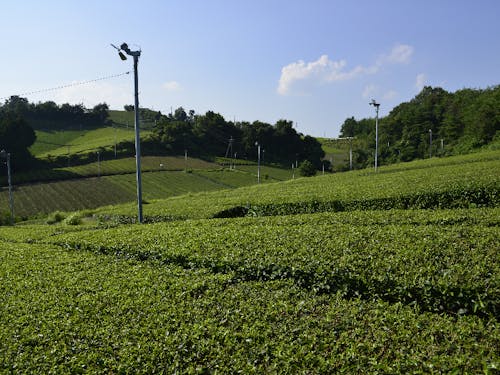 東部地域に広がる茶畑は、目の保養♪
