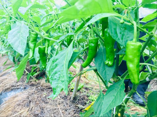 大和高原で獲れる野菜は美味しい!