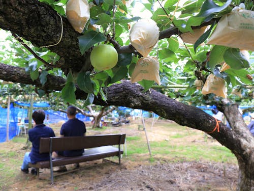 梨園の風景