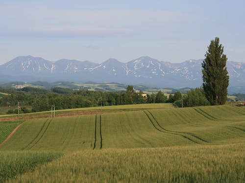 初夏の十勝岳連峰と美瑛の丘