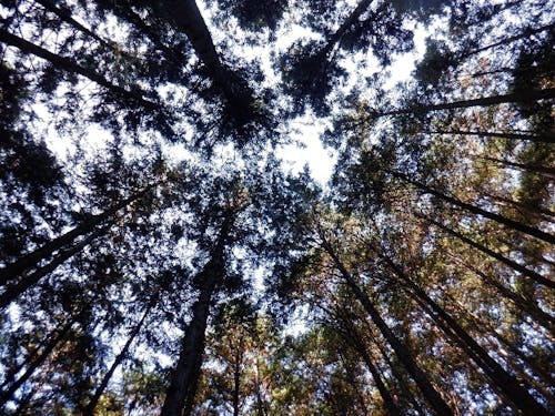 手入れされた木々を見上げると