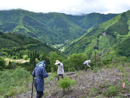 椎葉村の焼畑で雑穀を栽培