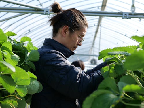 イチゴ栽培の様子