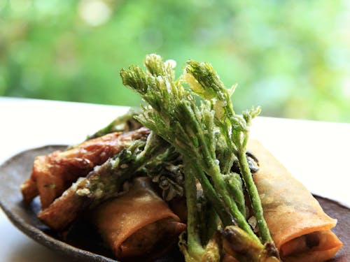 コシアブラとウドの天ぷら、タラの芽の春巻き。