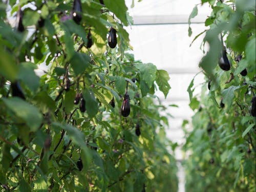 データを駆使したハイテク農業で、収穫量UPを図ります。