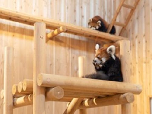 レッサーパンダ