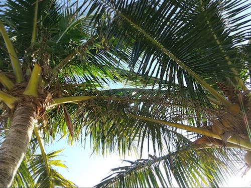 街にはヤシの木が沢山あります♪