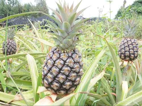 パインは２年かけて育てます。