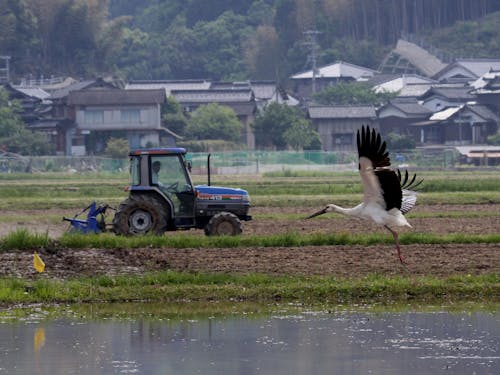 <豊岡の飛んでる魅力>生きものに優しいコウノトリ育む農法