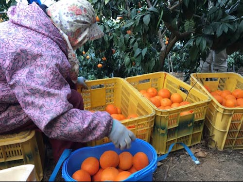 果樹では、みかんを含む柑橘類とキウイフルーツが盛んな愛媛県。