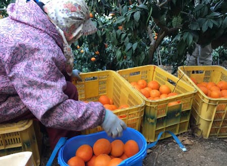 果樹では、みかんを含む柑橘類とキウイフルーツが盛んな愛媛県。