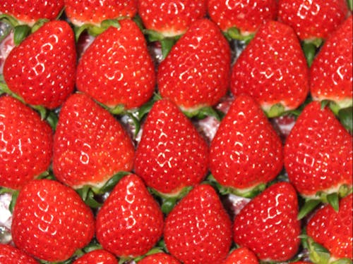 三木町の特産「さぬきひめ」