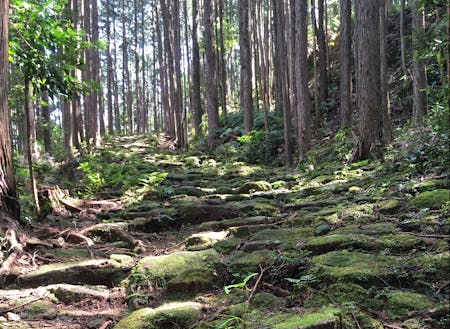 ヒノキの森に続く熊野古道伊勢路の石畳
