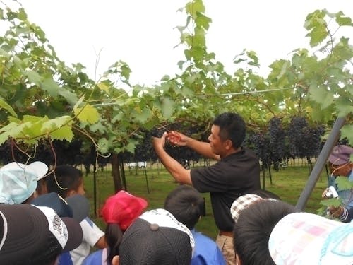 小学生のブドウ狩り体験で説明している町職員