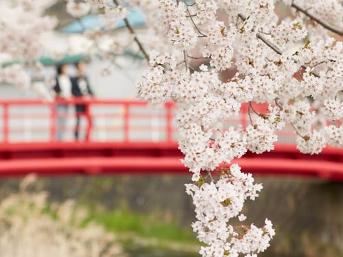 壮瞥川から見える桜
