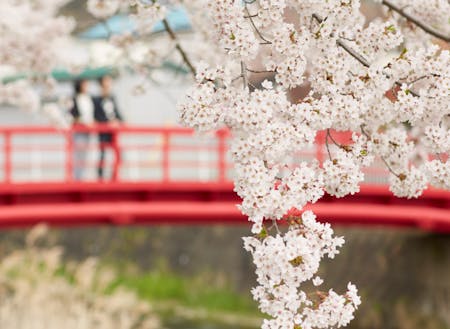 壮瞥川から見える桜