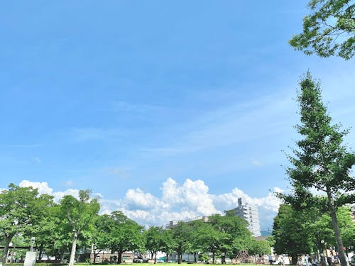 週末は子ども連れの家族でにぎわう公園