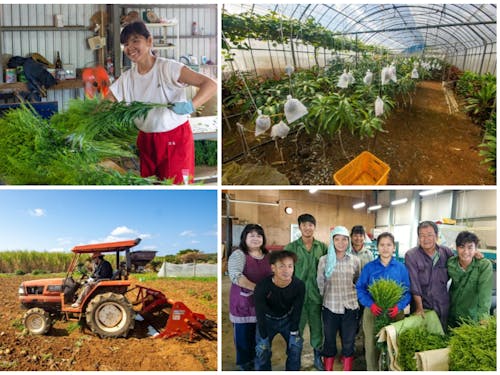 農業(花卉栽培・野菜)