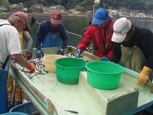 水揚げした魚の選別