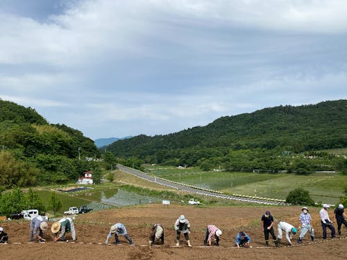 地域のコミュニティみんなで畑仕事をしています