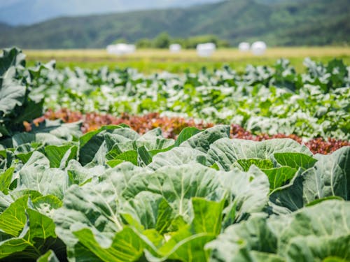 農ある暮らしに近づく