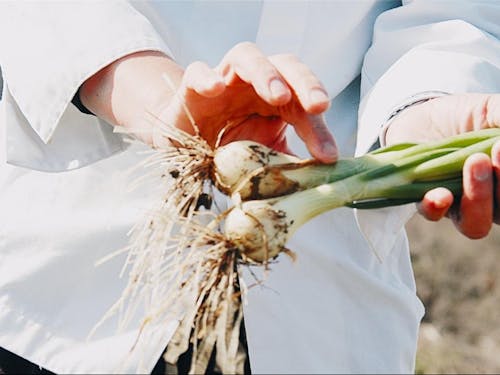 無農薬で野菜を育てる「ねづ農場」
